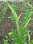Reseda luteola, Wau, Färbepflanze, Färberpflanze, Pflanzenfarben,  färben, Klostergarten Seligenstadt